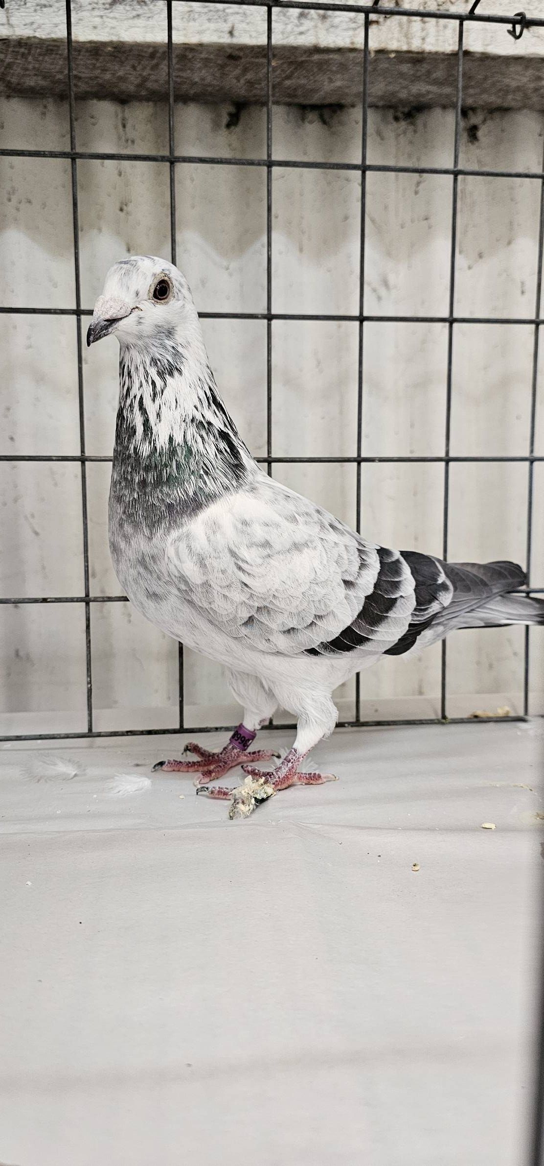 Best Racing Pigeon (Show Type)